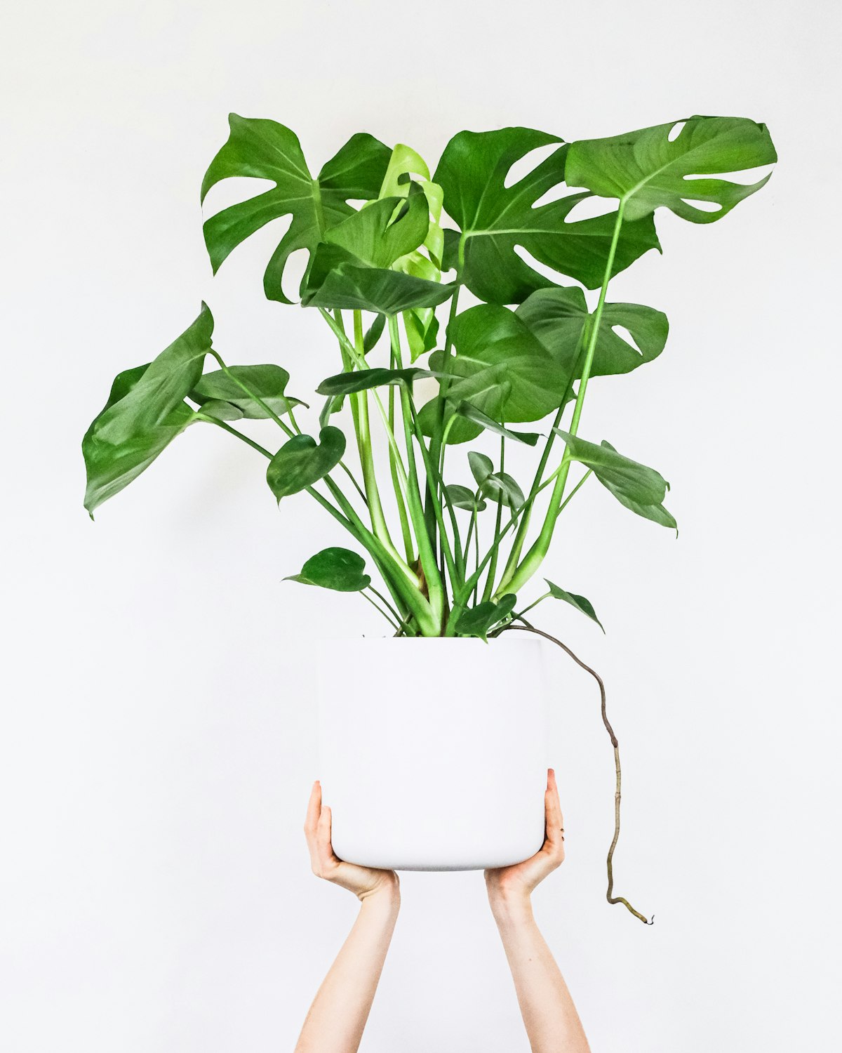 Pothos Golden