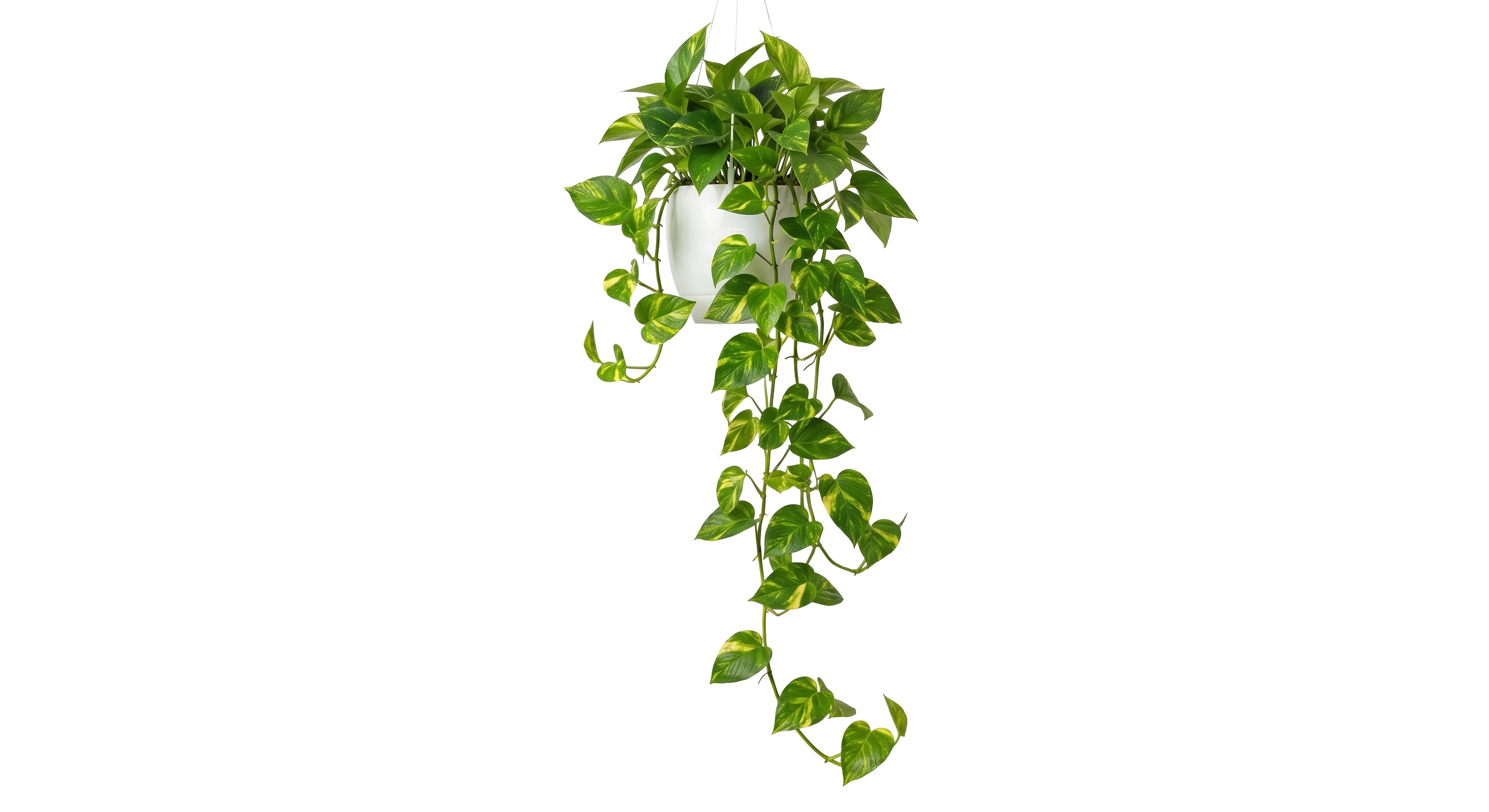 Pothos Golden