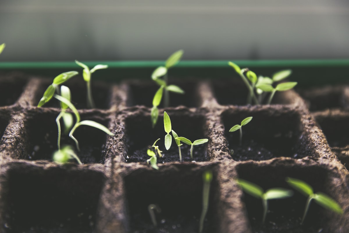 Premium Corporate Desk Plants